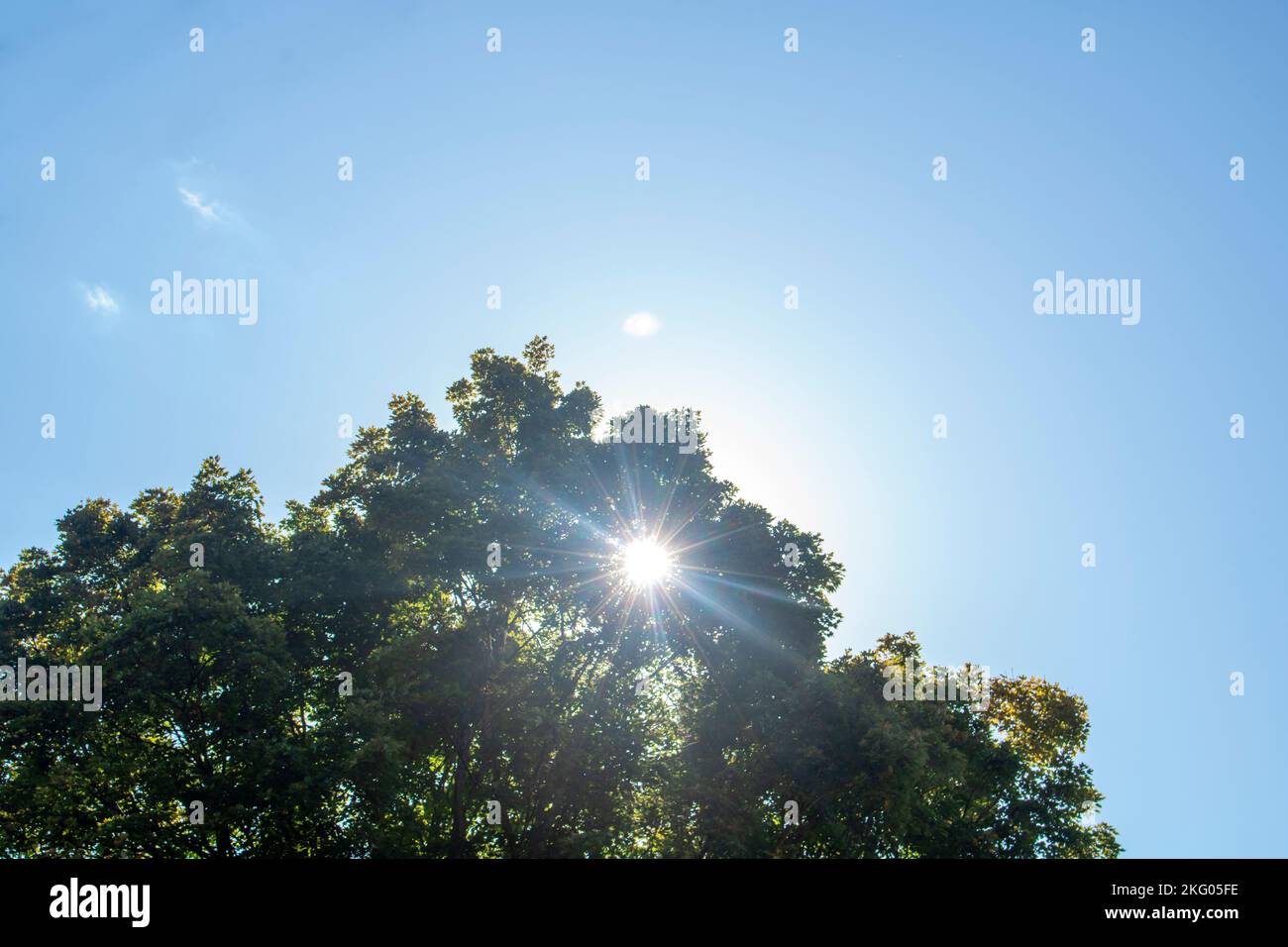 soleado día de verano con sol brillante a través del árbol Foto de stock