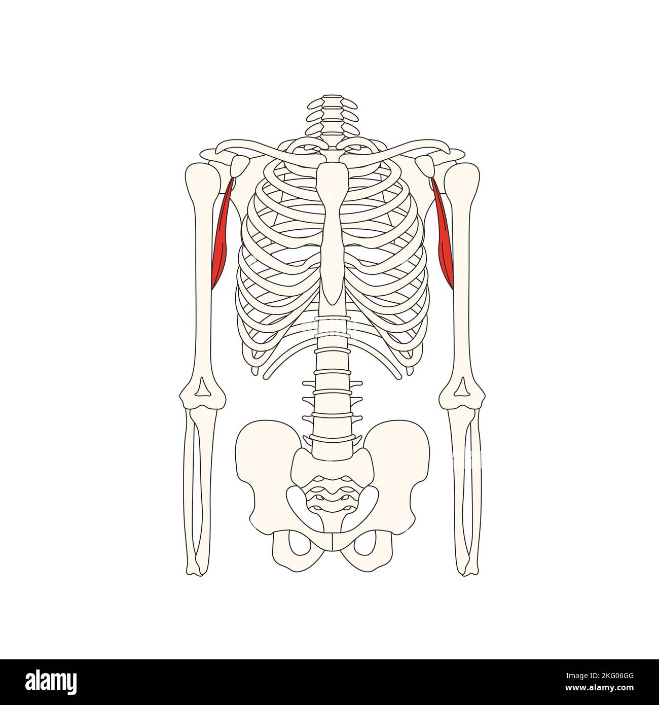 músculo drawing coracobrachialis de la anatomía humana Fotografía de