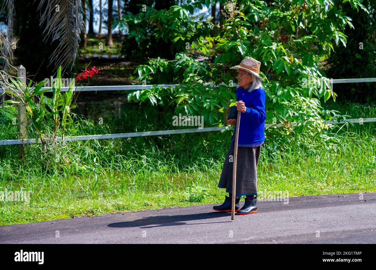 Noviembre 19 2022- Amphoe Pathiu Tailandia- Anciana mujer local caminando muy lentamente por el camino, en la vegetación de fondo con palmeras Foto de stock