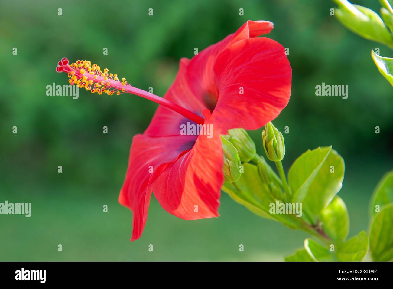 Flor de hibisco rojo sobre fondo verde borroso Foto de stock
