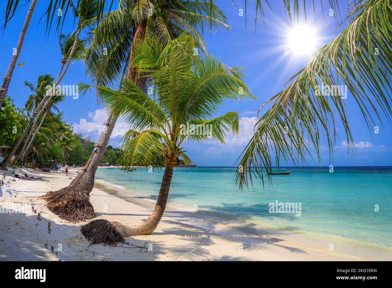 Las palmeras de coco en Haad Yao Tropical Beach, Koh Phangan island