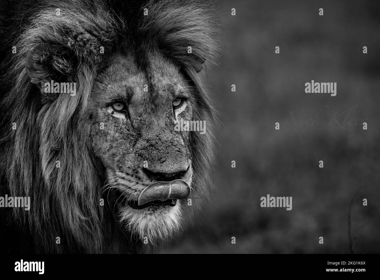 Leones fotografiados en un safari en Sudáfrica Foto de stock