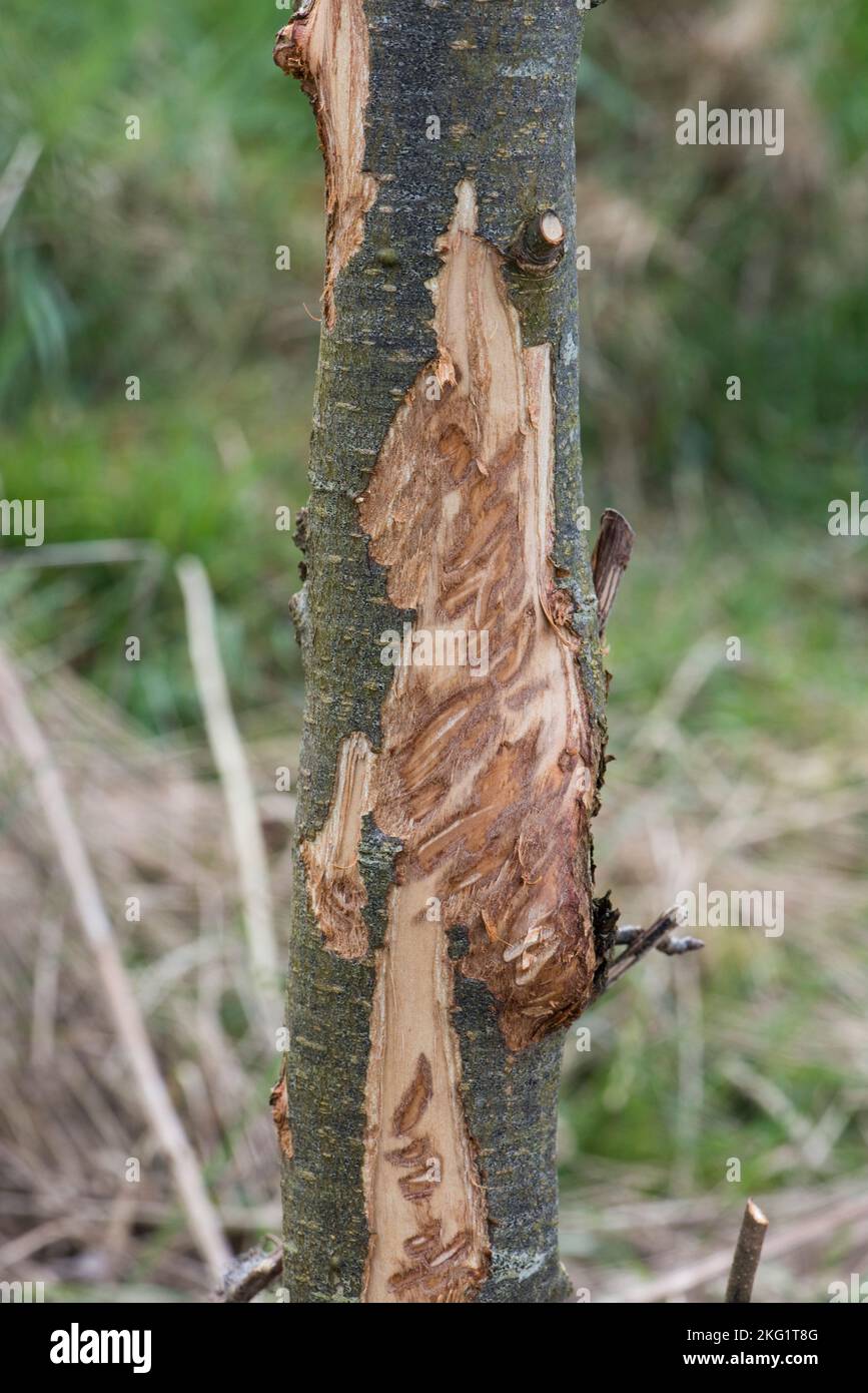 El daño que roza al tronco pequeño del manzano hecho por las ovejas, muestra claramente las marcas herbívoras de los dientes hechas por un animal, Berkshire, abril Foto de stock