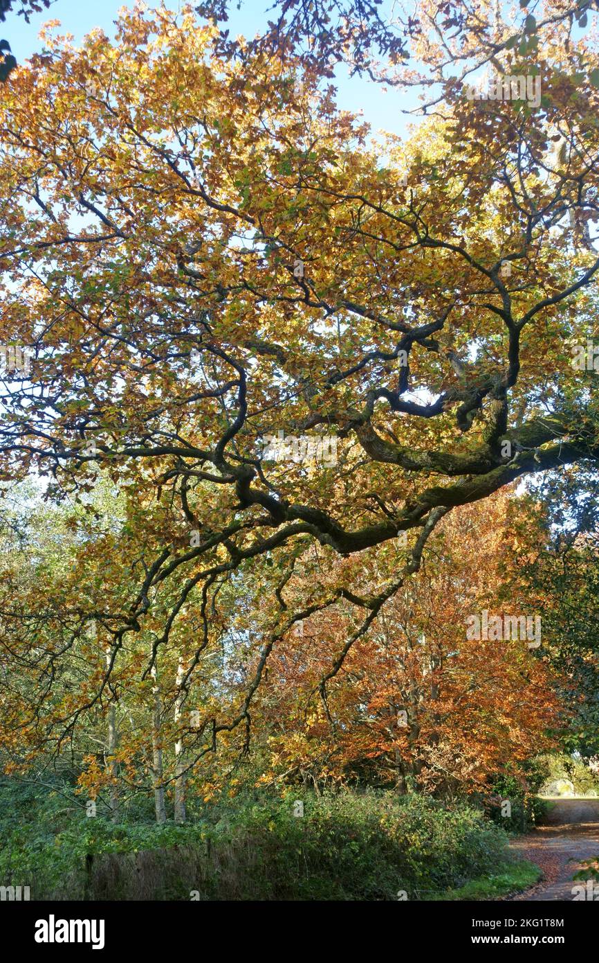 Verdes y marrones de árboles y plantas en un pequeño camino rural en Kintbury en otoño, Berkshire, noviembre Foto de stock