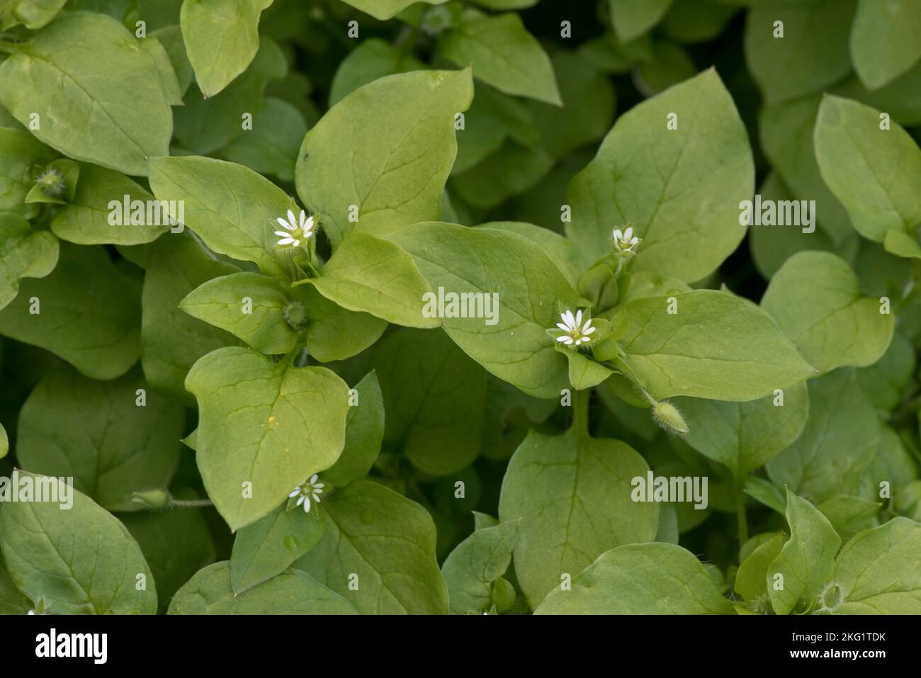 Garbanzo común (Stellaria media) Planta de maleza con flores anuales, con flores pequeñas entre hojas verdes, Berkshire, septiembre Foto de stock