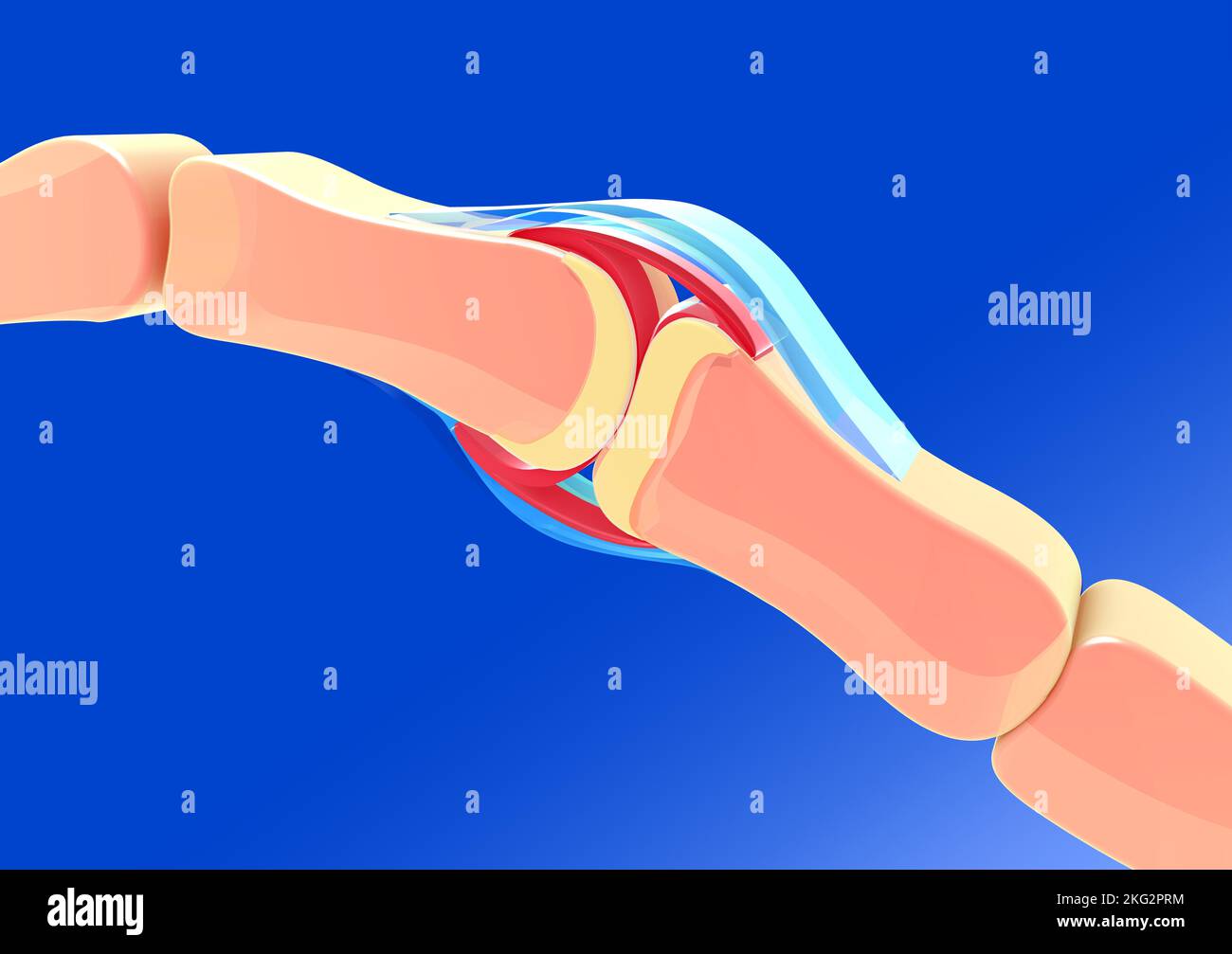 3D ilustración de una articulación sinovial. Con huesos, tendones y cartílagos cortados sobre fondo azul. Foto de stock