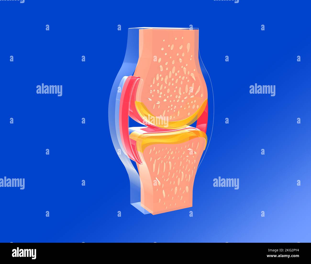 3D ilustración de una articulación sinovial vista desde el frente. Representación gráfica de huesos, tendones y cartílagos. Foto de stock