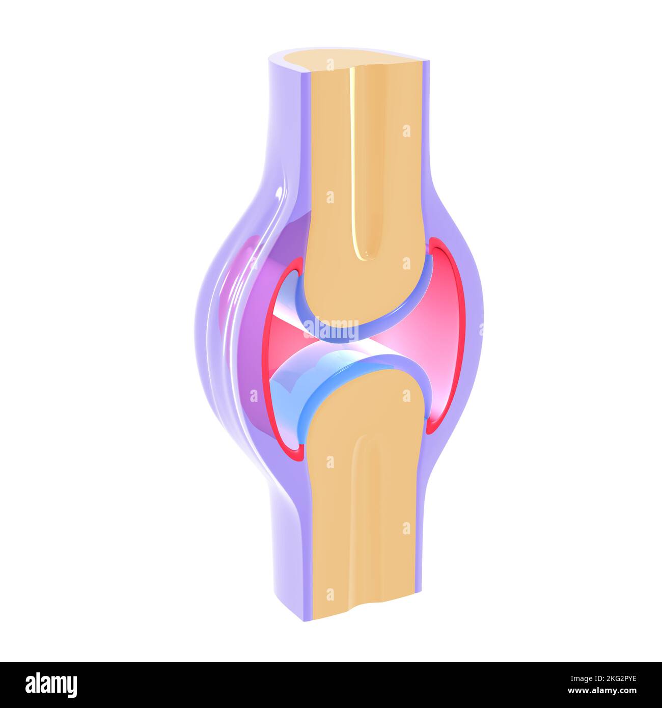 3D ilustración de la articulación sinovial. Representación gráfica cristalina de huesos, tendones y cartílagos sobre un fondo blanco. Foto de stock