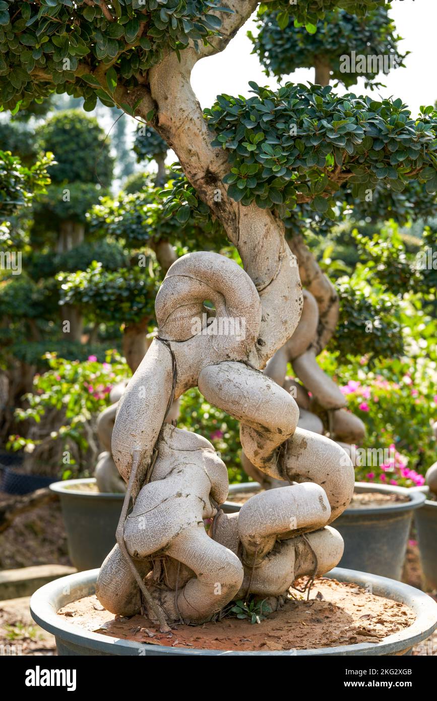 Primer plano de una extraña y acogedora planta en macetas banyan cultivada  en la plantación Fotografía de stock - Alamy