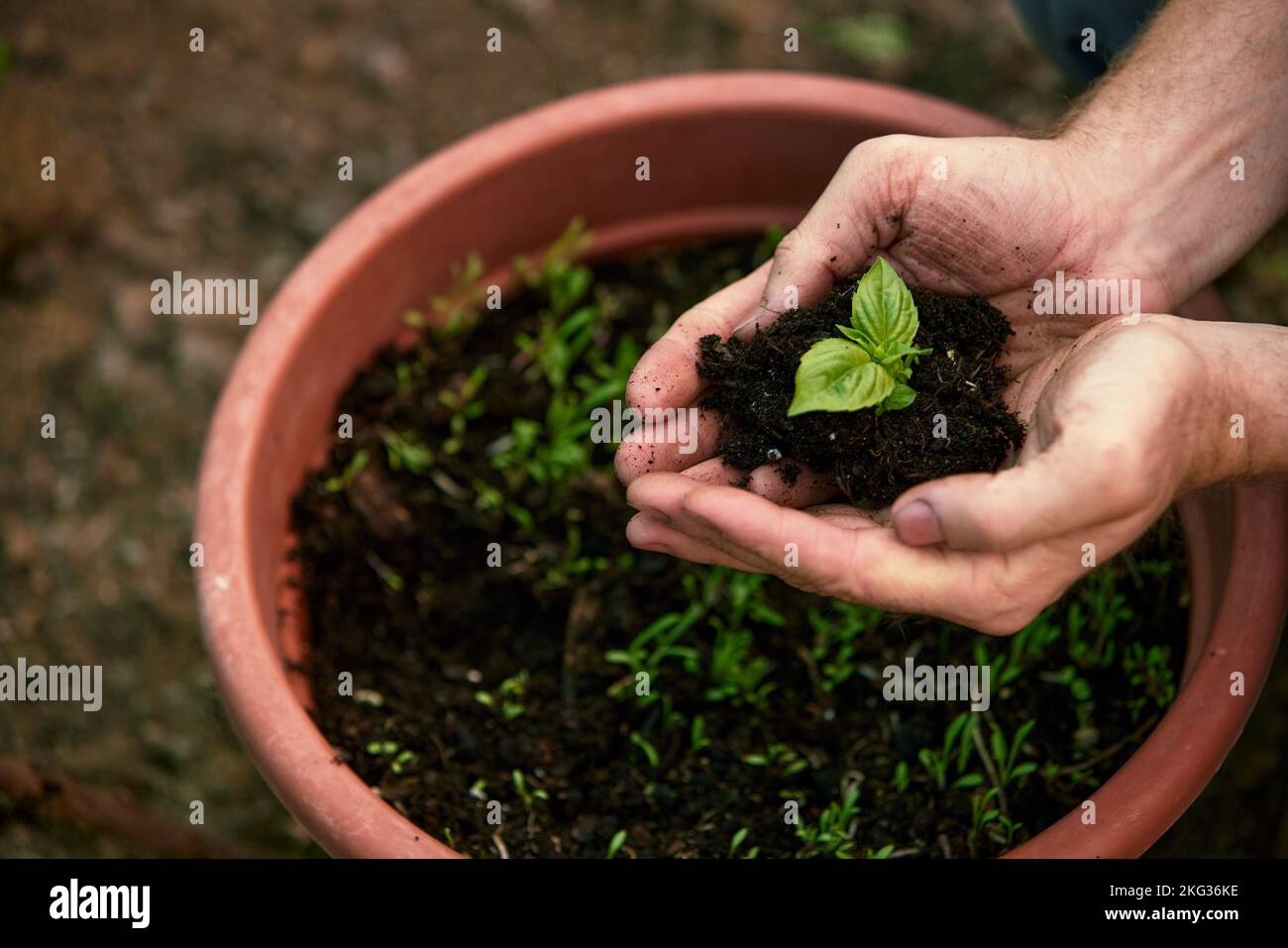 Un granjero macho sostiene una plántula de árbol en su mano para plantar en  la parcela vegetal. La planta de plántula brota en el suelo. Concepto de  agricultura agrícola Fotografía de stock -