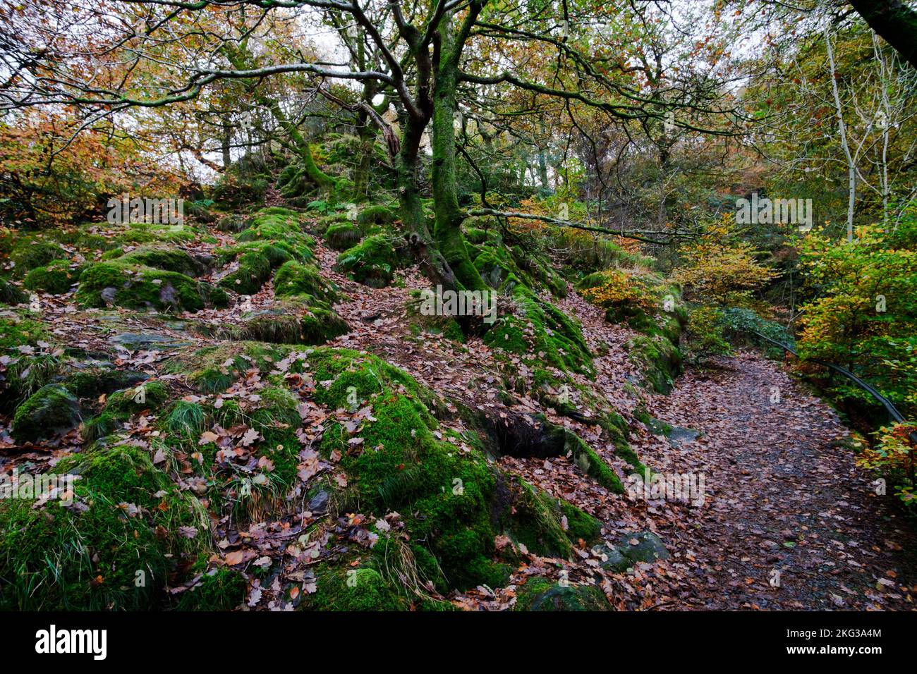 Una caminata otoñal alrededor del bosque en el Castillo Dolbadarn en Llannberis, Snowdonia, Gwynedd, Gales del Norte, Gran Bretaña Foto de stock