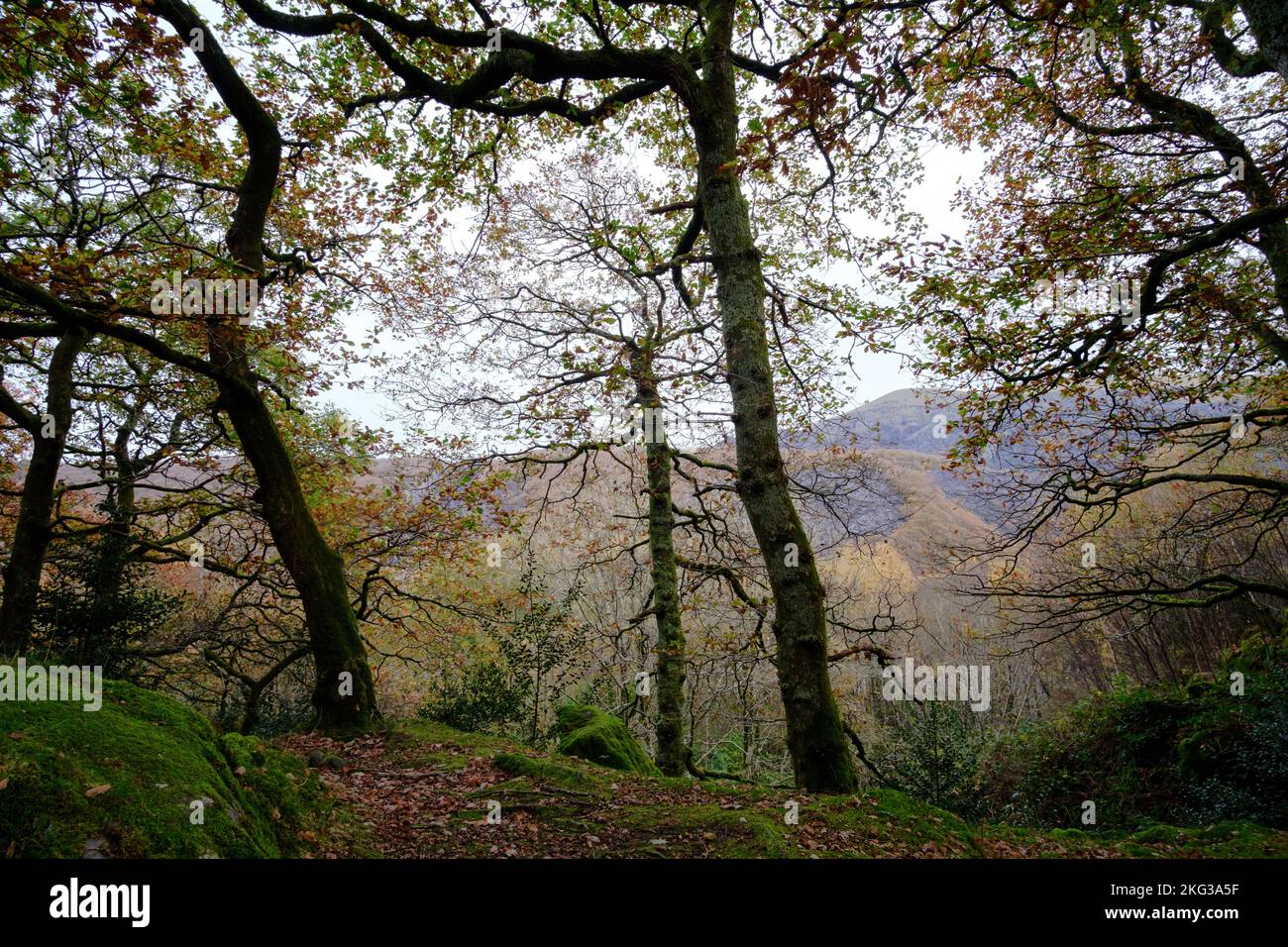 Una caminata otoñal alrededor del bosque en el Castillo Dolbadarn en Llannberis, Snowdonia, Gwynedd, Gales del Norte, Gran Bretaña Foto de stock
