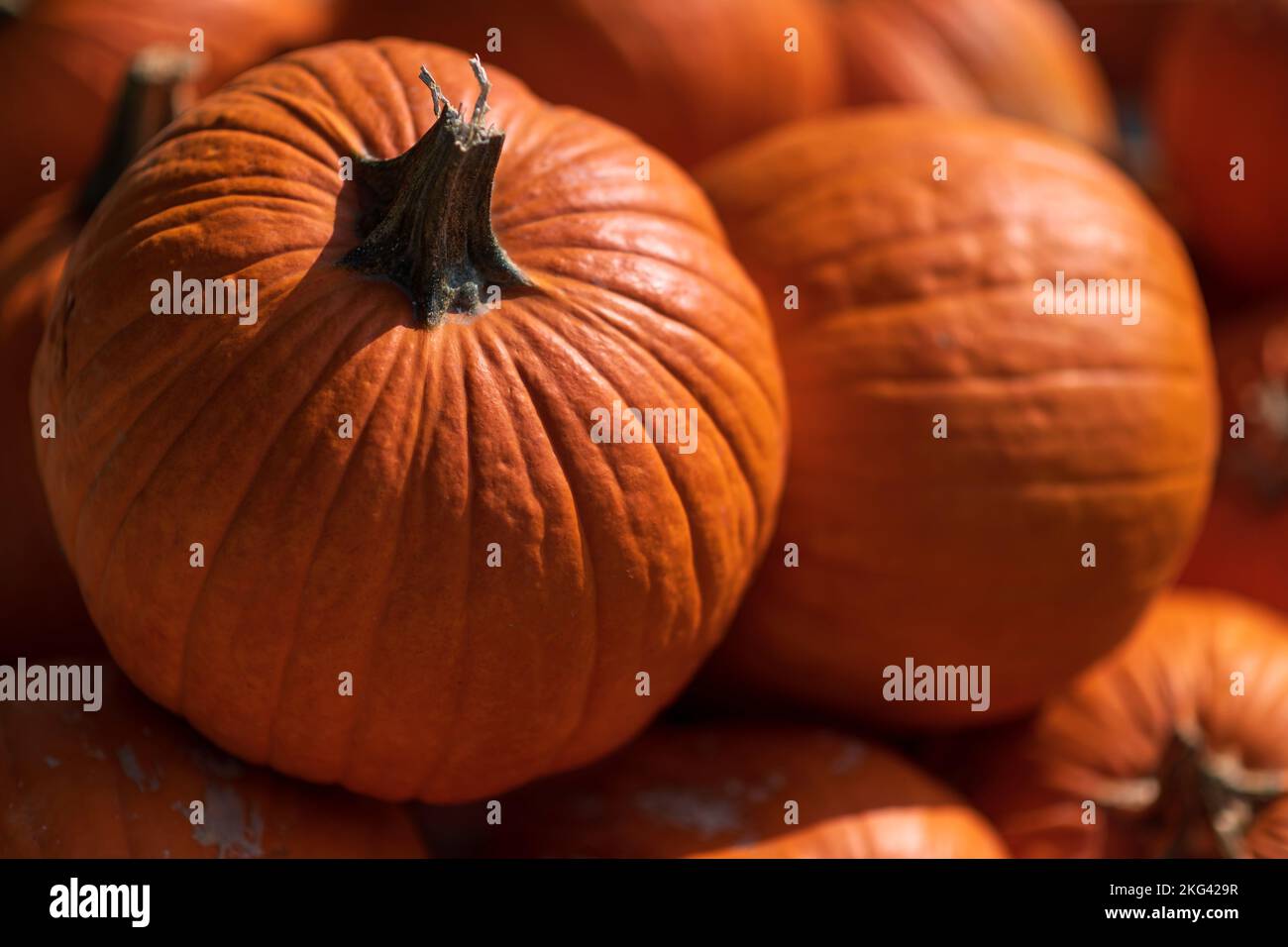 Desde arriba manojo de calabazas de naranja maduras colocadas en pila el soleado día de otoño en la granja Foto de stock