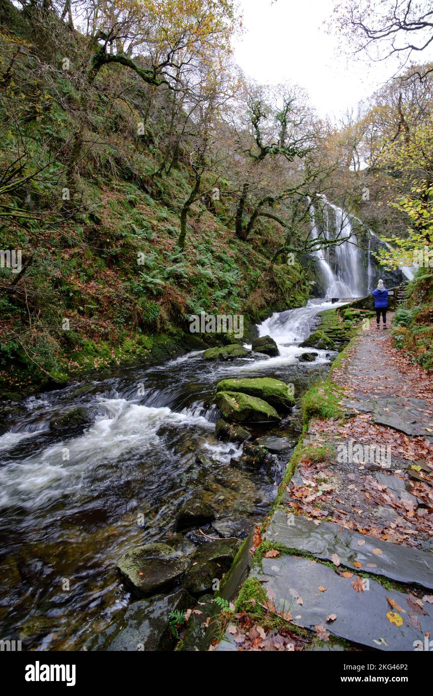 Una caminata otoñal alrededor de Caunant Mawr Falls en Llanberis, Snowdonia Foto de stock