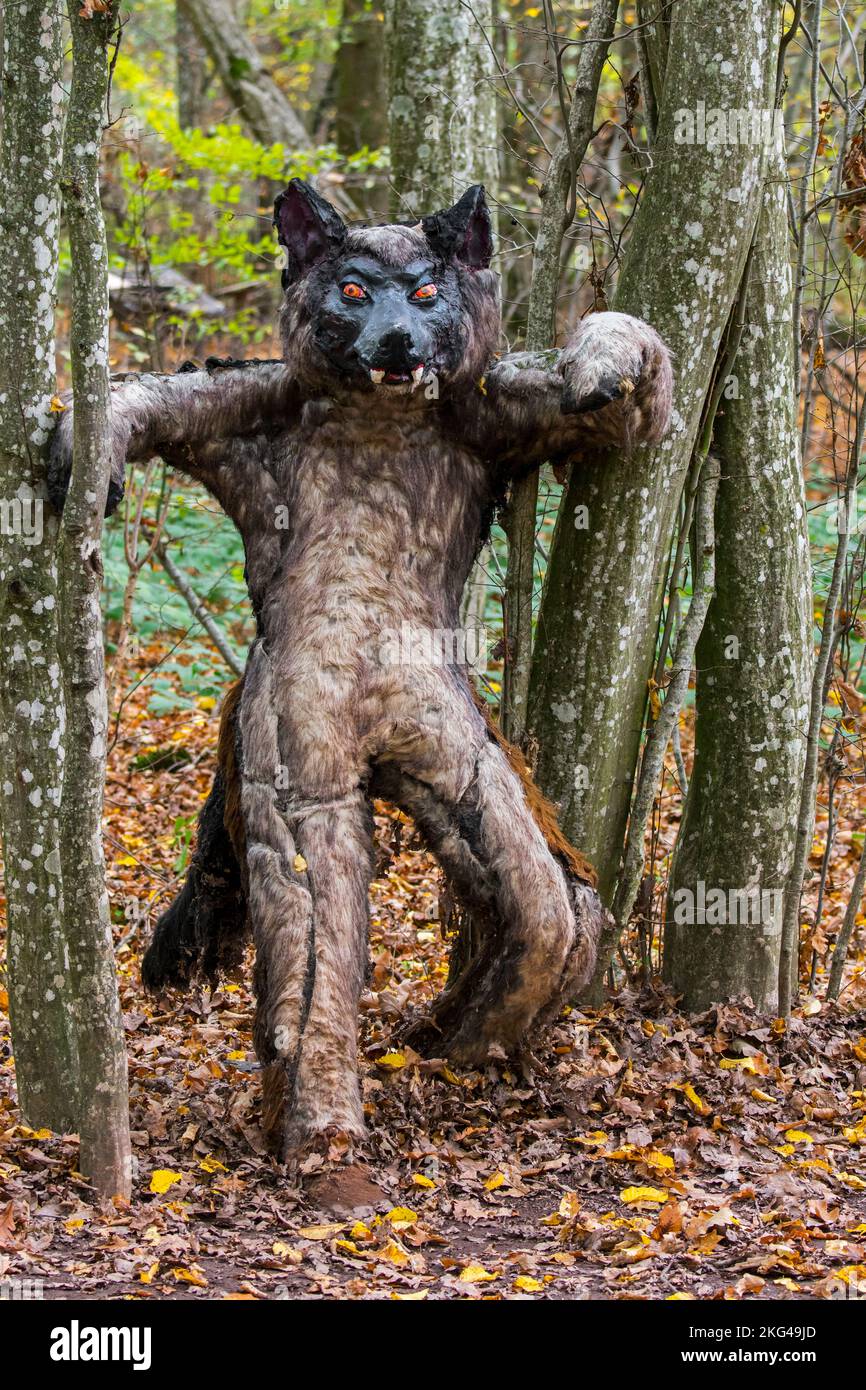 Terrorífico marioneta hombre lobo en el bosque / bosque, humano con la capacidad de dar forma a un lobo en el folclore europeo Foto de stock