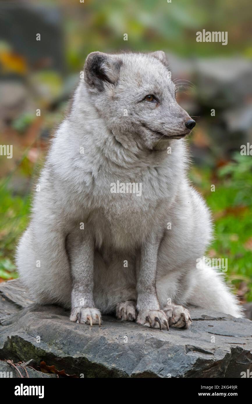Zorro ártico / zorro blanco / zorro polar / zorro de nieve (Vulpes lagopus / Alopex lagopus) mostrando su gruesa capa de invierno en otoño / otoño Foto de stock