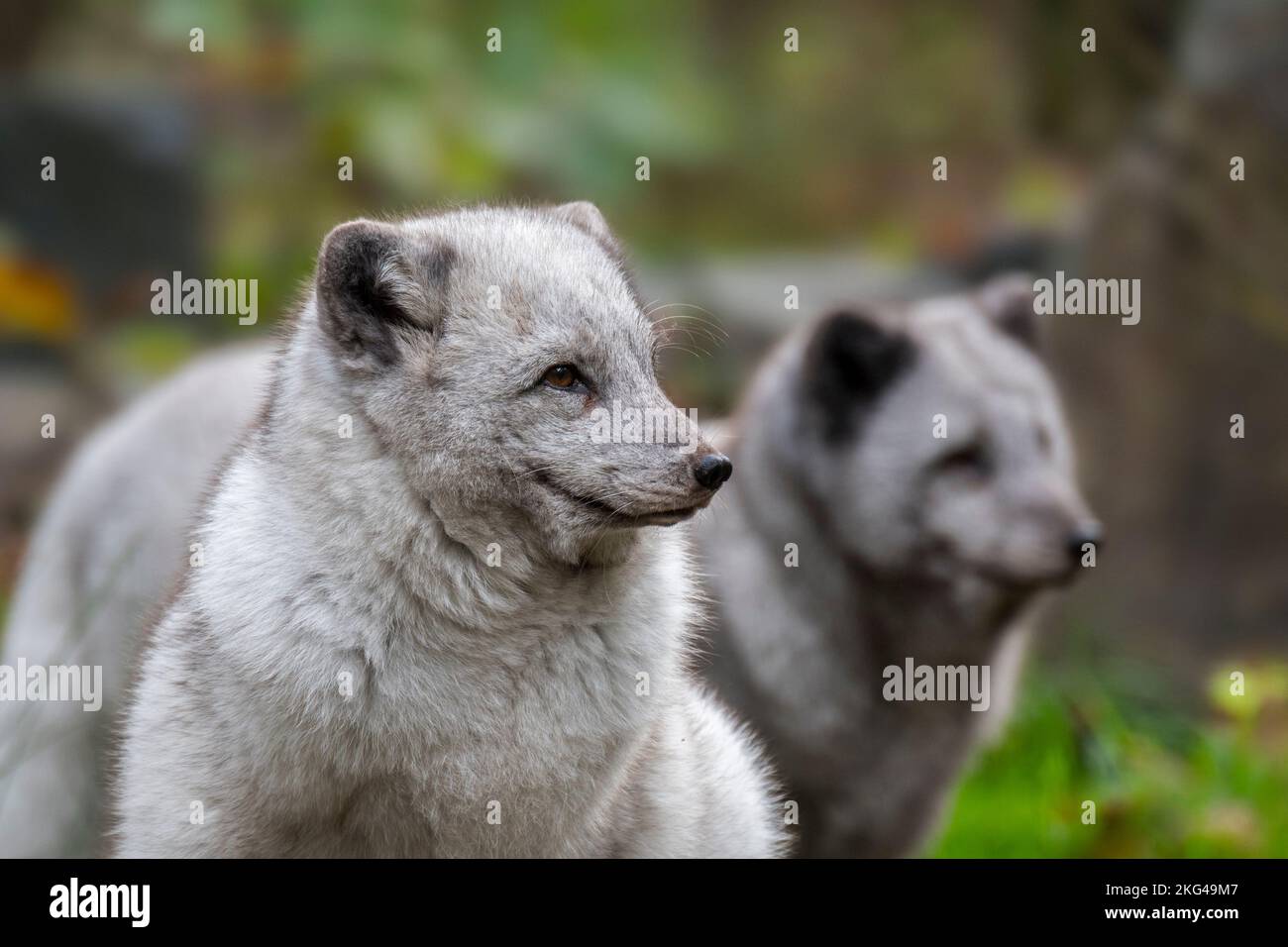 Dos zorros árticos / zorro blanco / zorro polar / zorro de nieve (Vulpes lagopus / Alopex lagopus) mostrando su gruesa capa de invierno en otoño / otoño Foto de stock