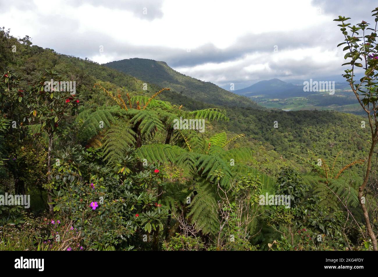 Vista sobre el exuberante bosque de montaña en las tierras altas centrales de Sri Lanka Diciembre Foto de stock
