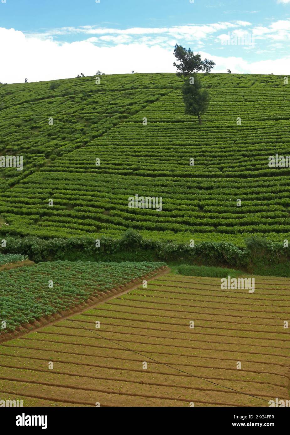 cultivo de té en la ladera con un mercado de jardinería en tierras planas Nuwara Eliya, Sri Lanka Diciembre Foto de stock