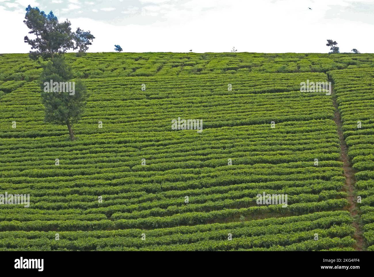 Sección de la ladera cubierta con arbustos del té Sri Lanka Diciembre Foto de stock