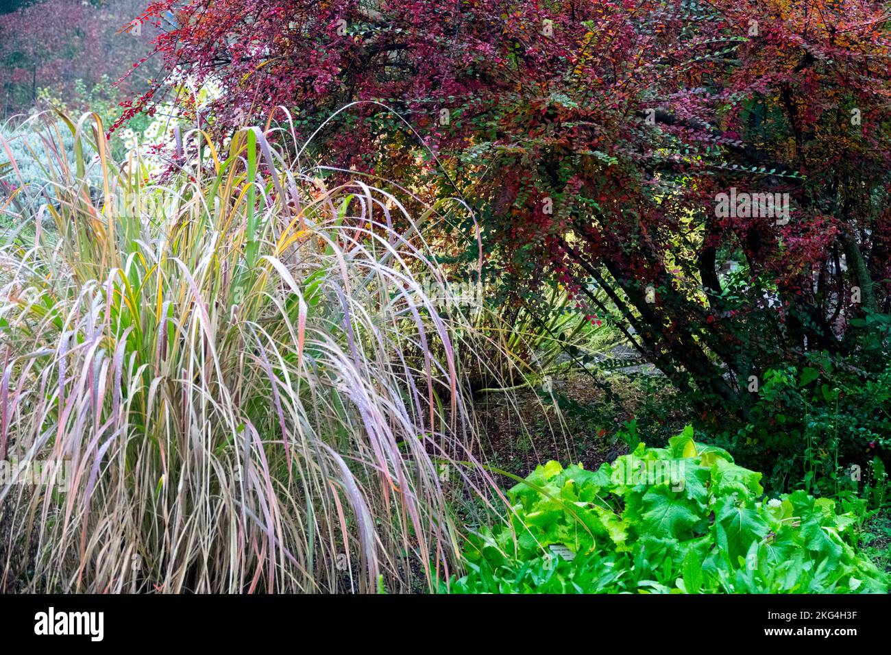 Ravenna Grass, Saccharum ravennae, Cotoneaster Divaricatus, Otoño, Jardín Foto de stock