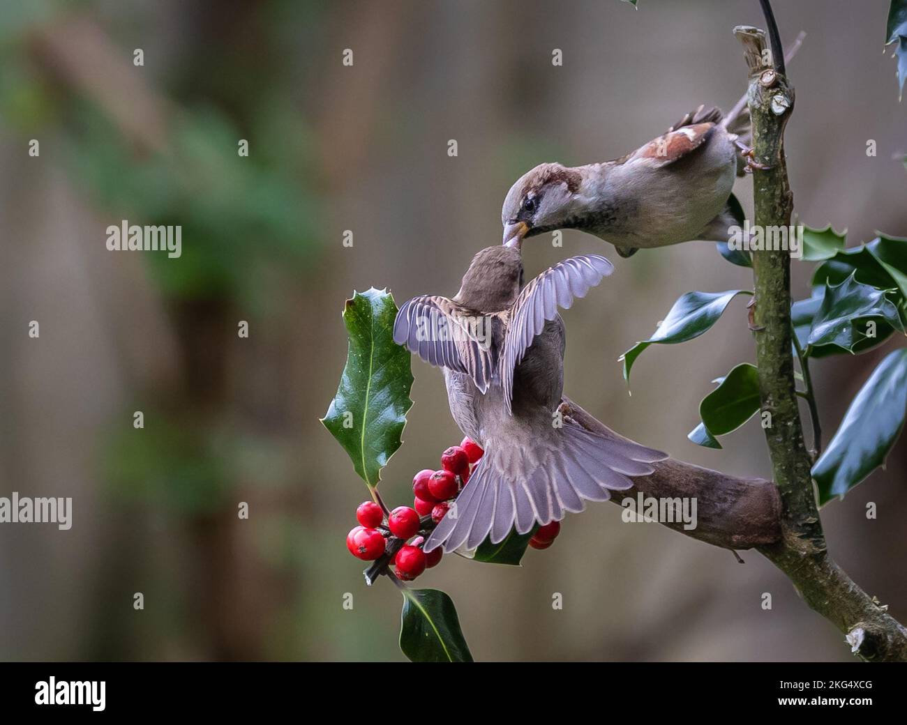 pequeños pájaros fotografiados en mi jardín en medio del invierno como gorriones, petirrojos... Foto de stock