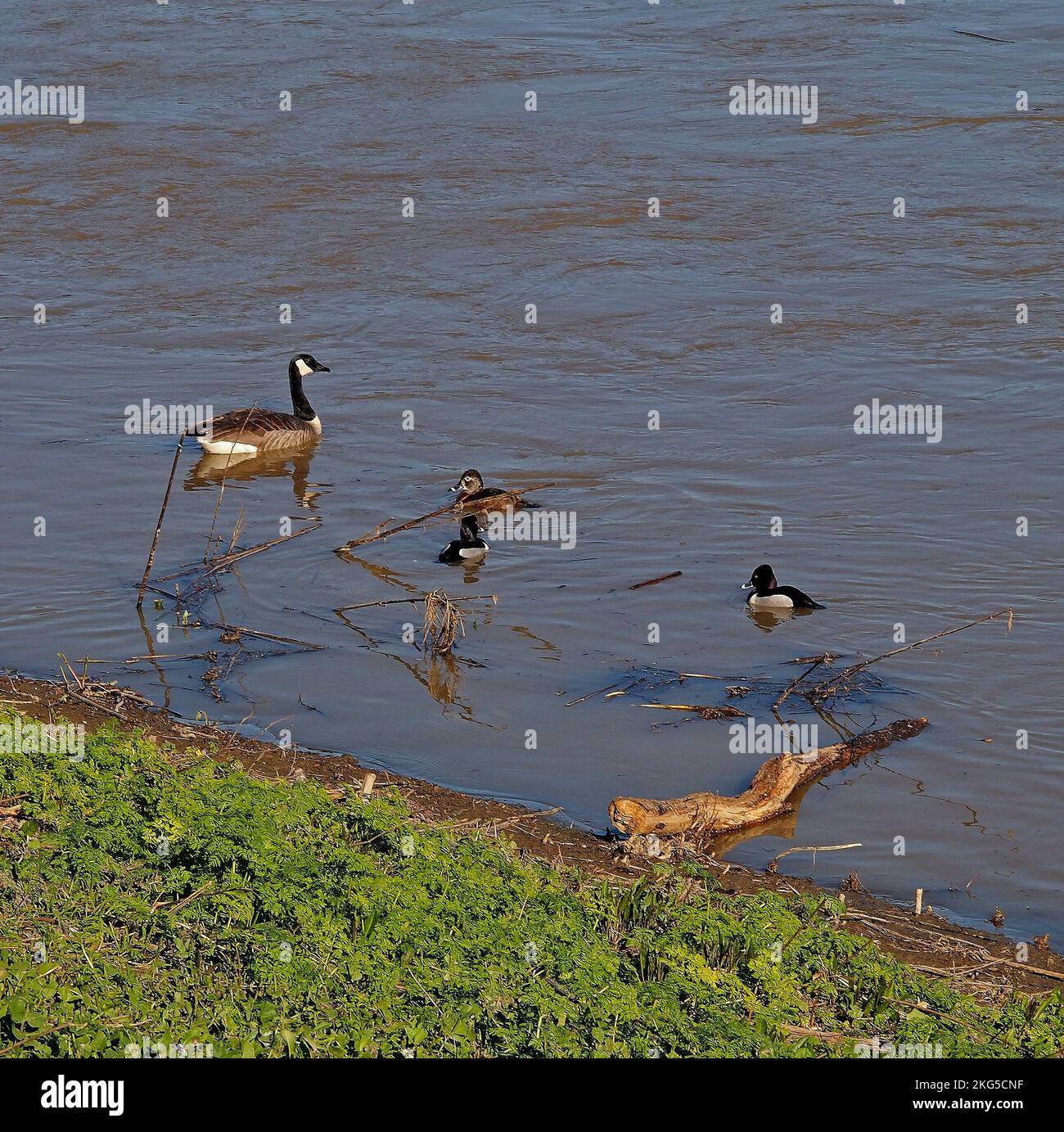 Ganso de Canadá y patos en una lluvia hinchada Alameda Creek, en Union City, California, Foto de stock