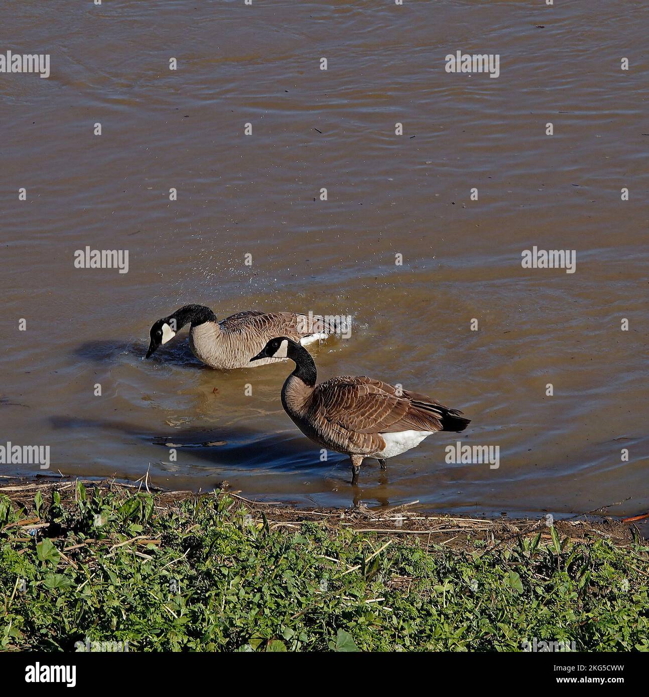 Gansos de Canadá a lo largo de la lluvia hinchada Alameda Creek, en Union City, California, Foto de stock