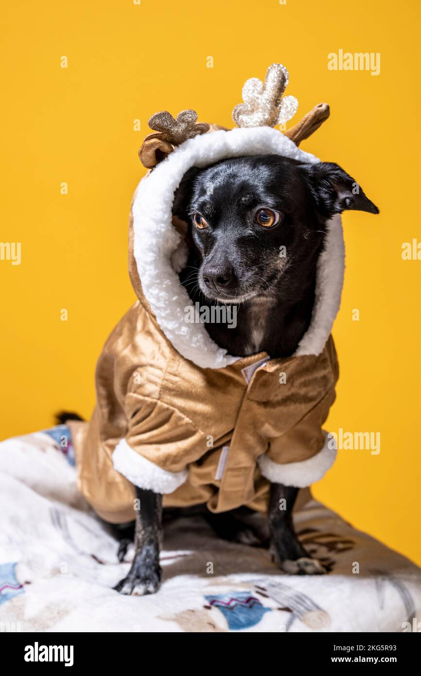 Pequeño Chihuahua mezcla de perro en traje de renos sentado | Mango de fondo amarillo Foto de stock