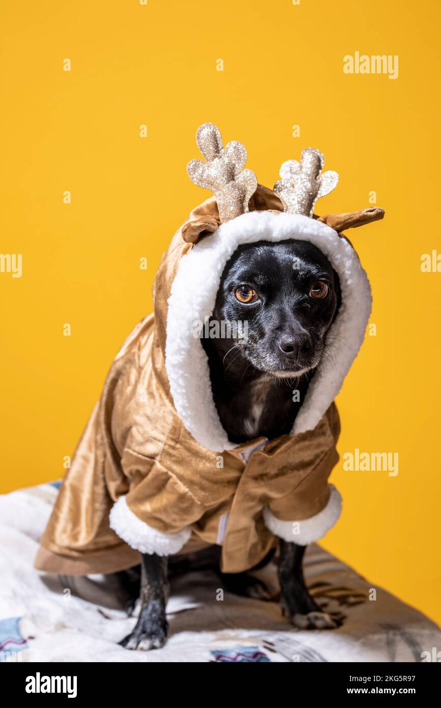 Pequeño Chihuahua mezcla de perro en traje de renos sentado | Mango de fondo amarillo Foto de stock