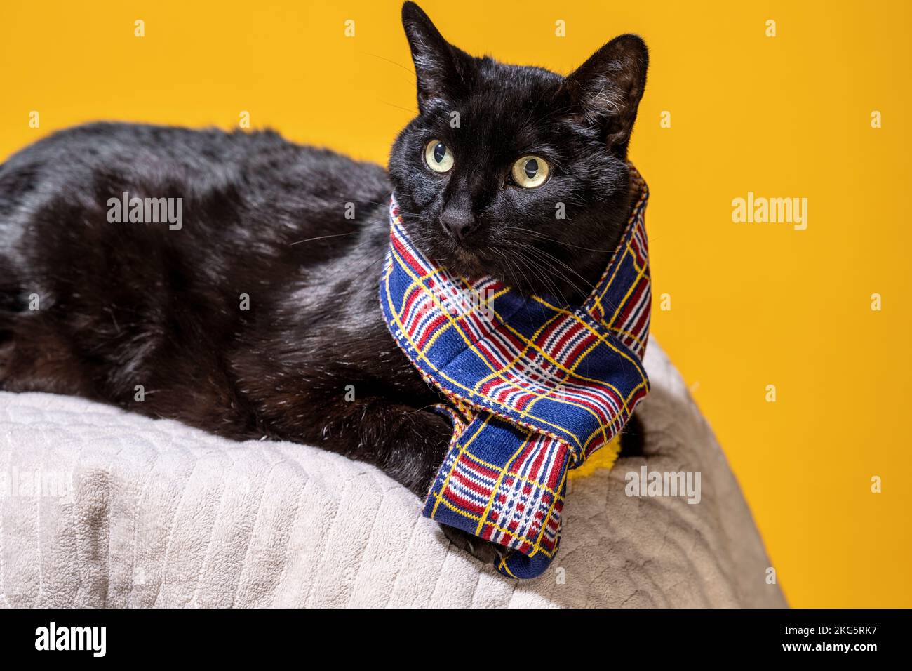 Viejo gato negro tumbado usando una bufanda | Mango de fondo amarillo Foto de stock
