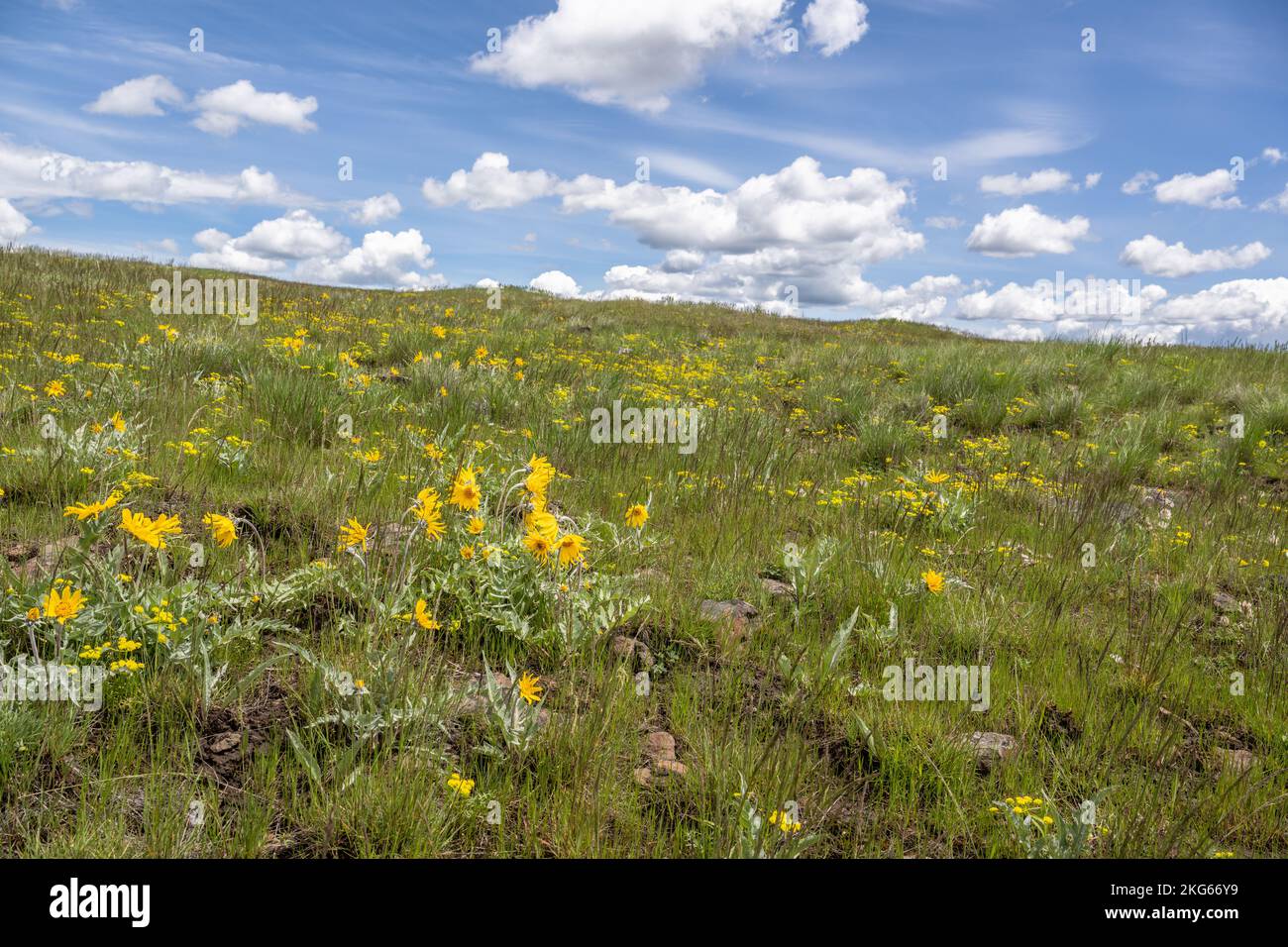 Balsamroot de lana y otras flores silvestres amarillas floreciendo en la pradera de tierras altas del condado de Wallowa. Foto de stock