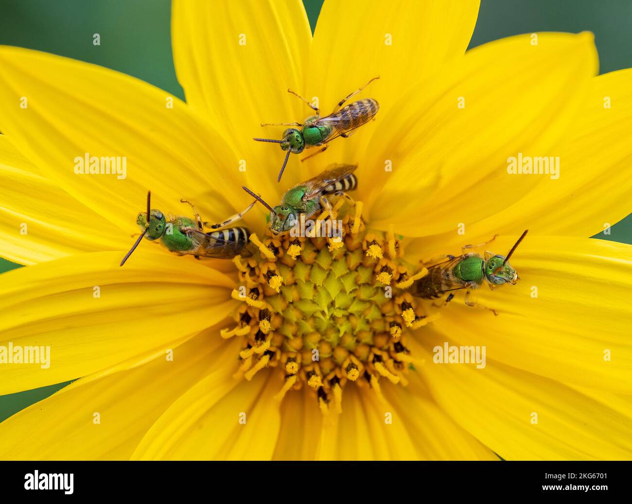 Un grupo de hombres Agapostemon sp. las abejas se congregan para la noche en un girasol salvaje Foto de stock