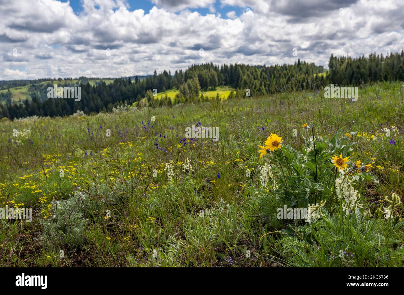 Las flores silvestres de Balsamroot y Milkvetch, y los prados y bosques de las Montañas Azules de Oregón Foto de stock