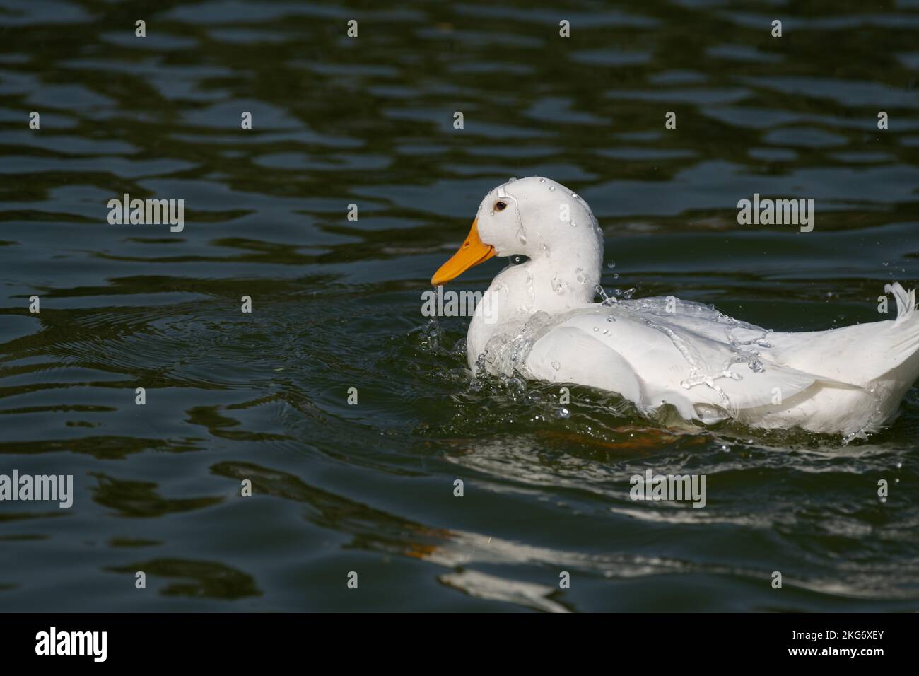 Pato blanco juguetón en el lago y salpicando agua en él está de vuelta en los lagos Al Qudra en Dubai, Emiratos Árabes Unidos. Foto de stock