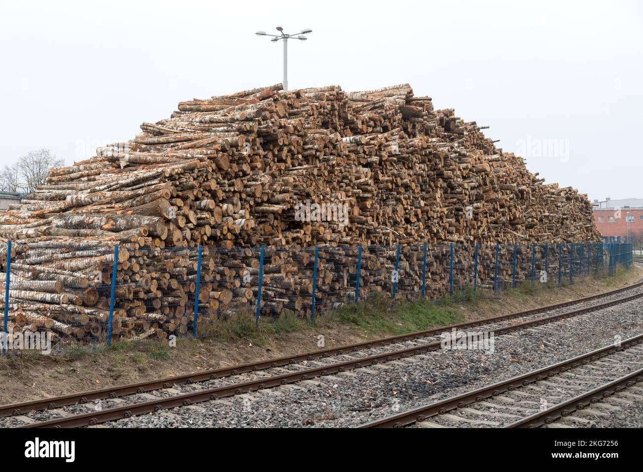 Pila de árboles talados en el puerto de Gdynia, Polonia © Wojciech Strozyk / Alamy Stock Photo Foto de stock