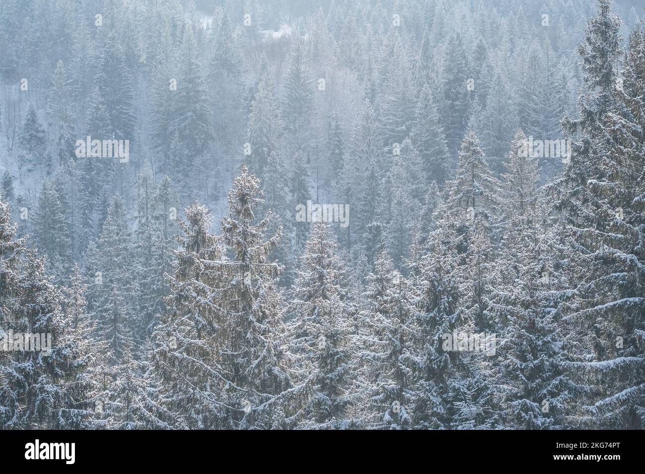 Bosque de invierno cubierto de nieve bajo nevadas tormentosas. Foto de stock