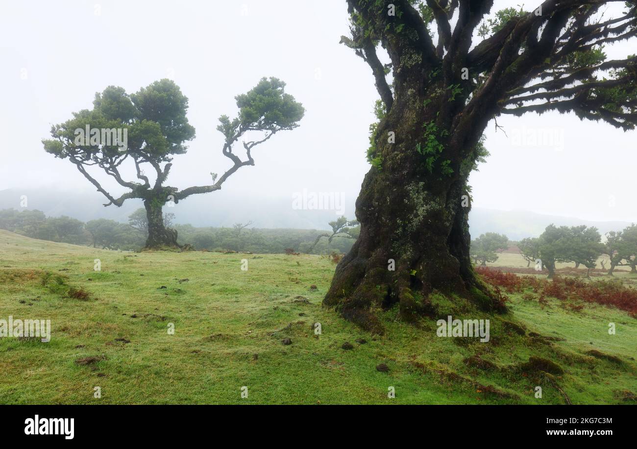 Mágicos laureles endémicos en el bosque de Fanal laurisilva en Madeira, Patrimonio de la Humanidad por la UNESCO en Portugal. Hermosos bosques verdes de verano con gruesos Foto de stock
