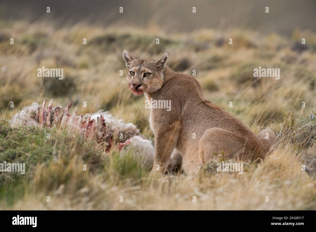 Un Puma comiendo un cadáver de guanaco cerca de Torres del Paine, Chile Foto de stock