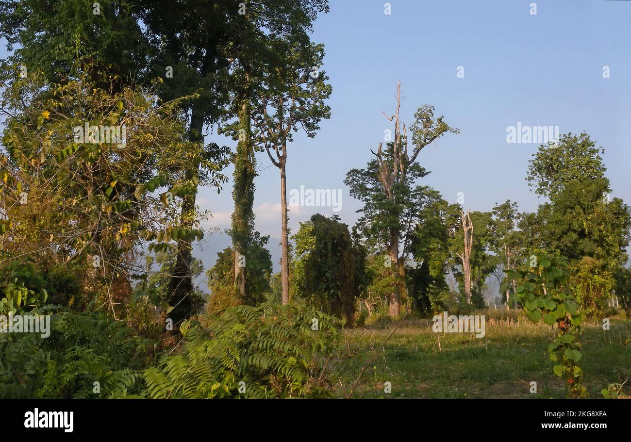 Área de bosque recientemente talada parcialmente para la agricultura Arunachal Pradesh, India Febrero Foto de stock