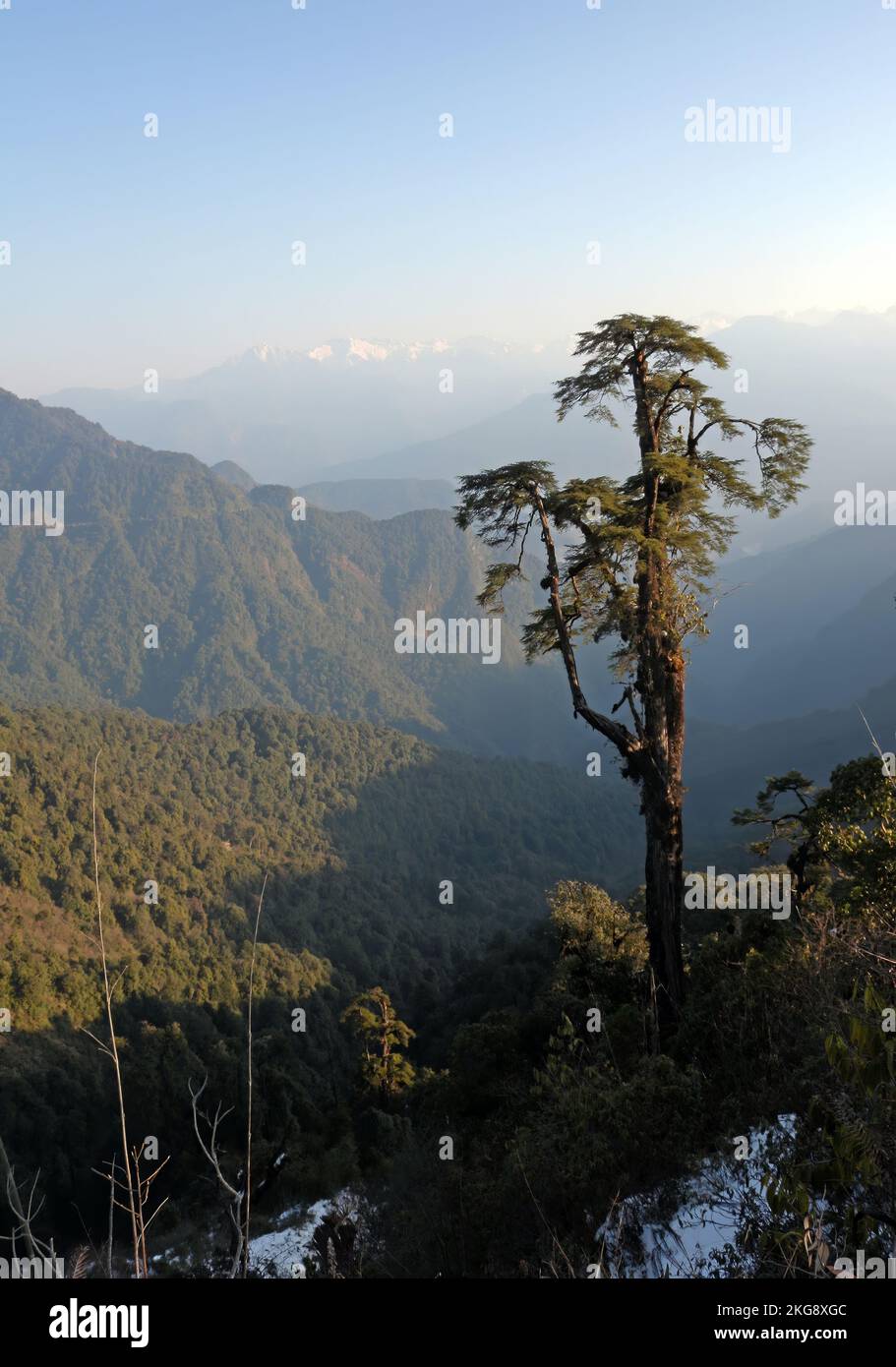 Vista en la mañana temprano desde lo alto de las colinas Mishmi Hills, Arunachal Pradesh, India Enero Foto de stock