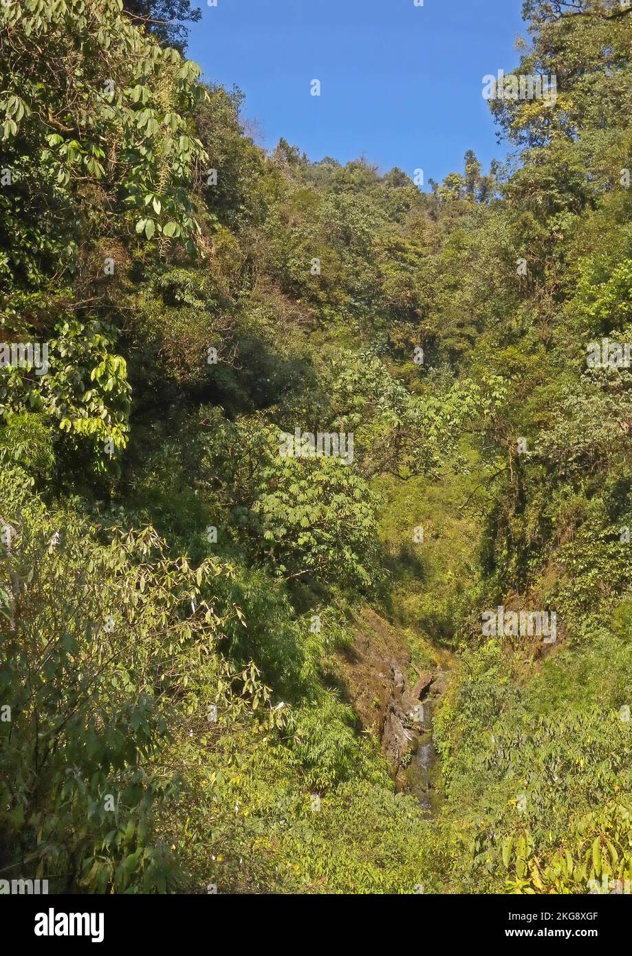 Arroyo densamente boscoso en las colinas Mishmi Hills, Arunachal Pradesh, India Enero Foto de stock