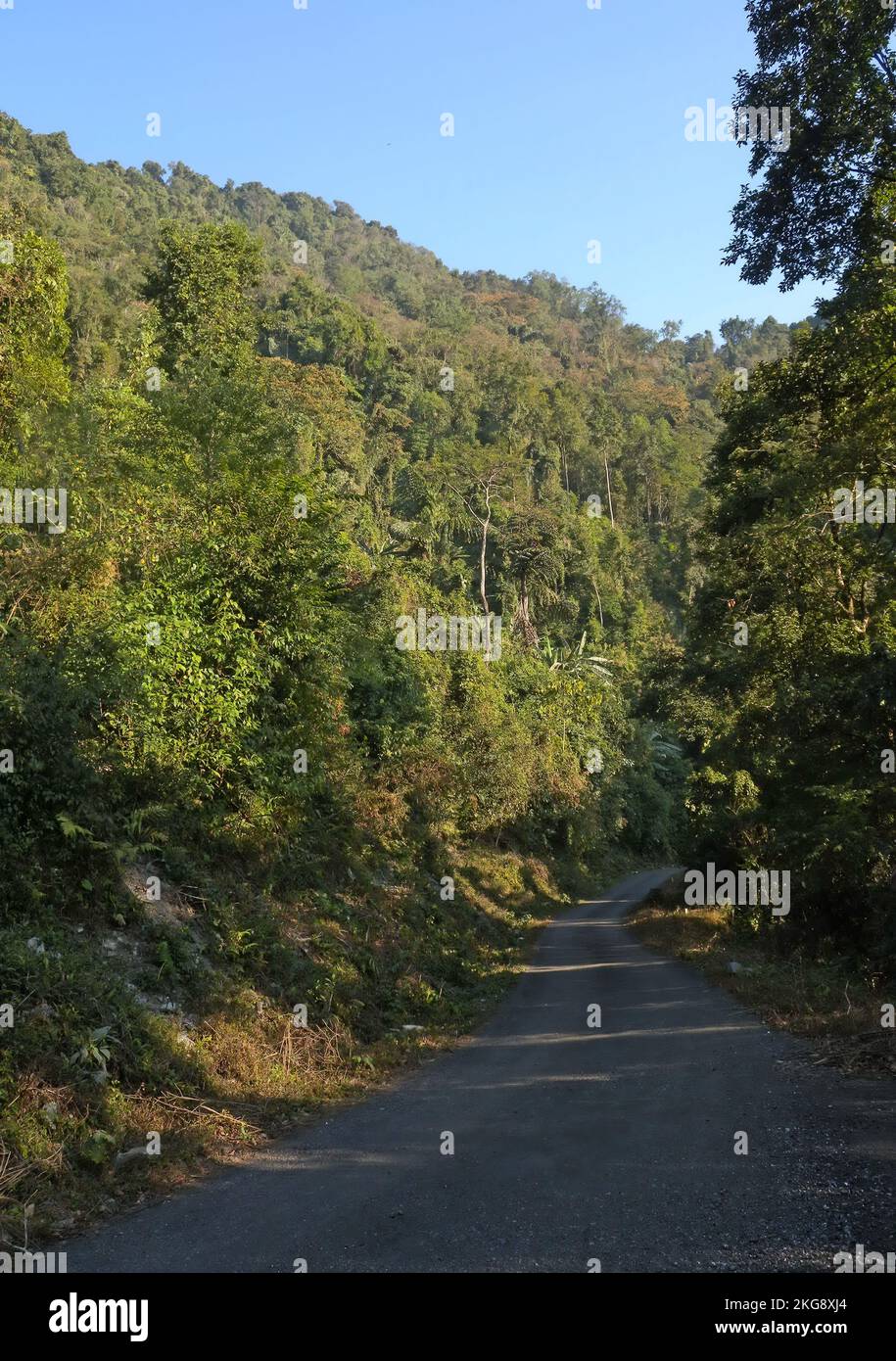 Densamente boscosa ladera abajo en colinas Mishmi Hills, Arunachal Pradesh, India Enero Foto de stock