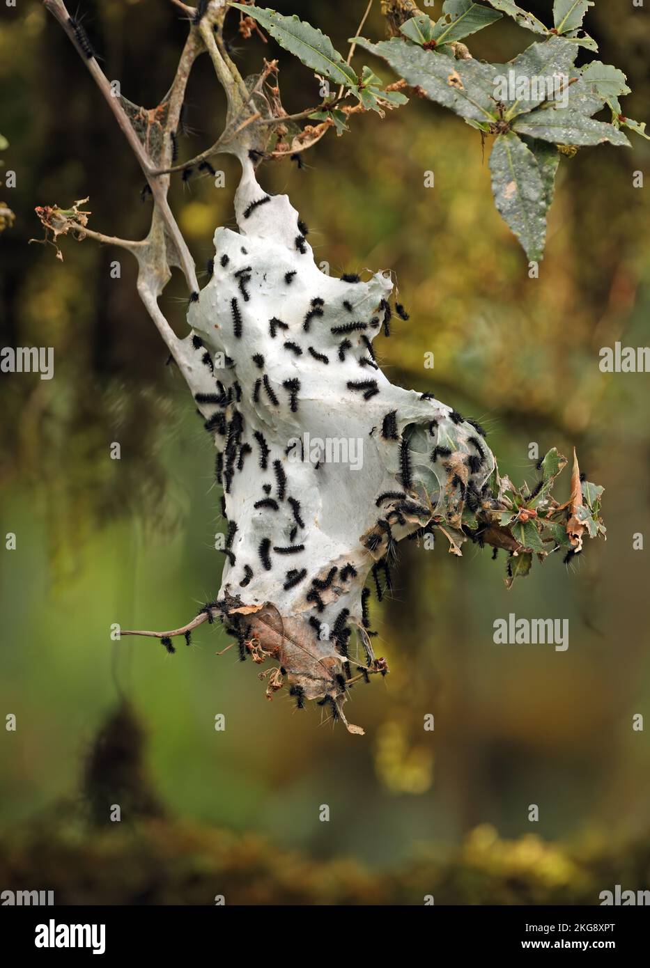 'web' perteneciente a especies de polillas en árboles con orugas Eaglenest Wildlife Sanctuary, Arunachal Pradesh, India Enero Foto de stock