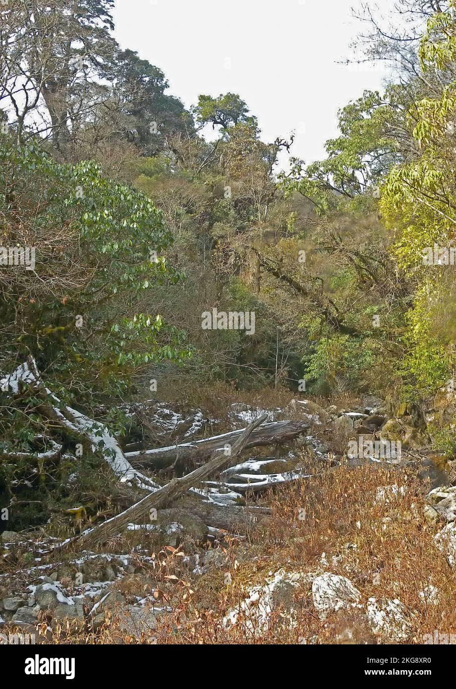 Lecho seco de riachuelo en el bosque de tierras altas Eaglenest Wildlife Sanctuary, Arunachal Pradesh, India Enero Foto de stock
