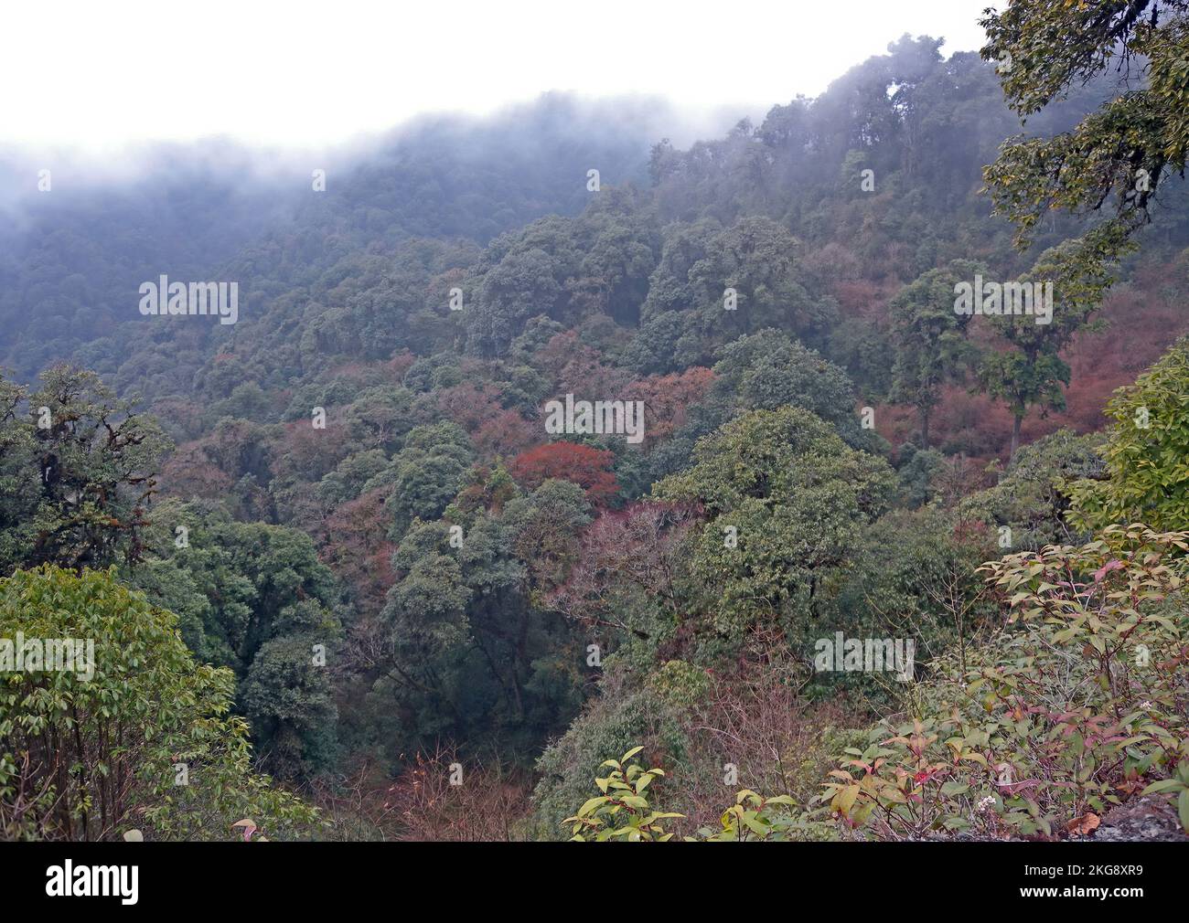 Vista sobre bosques mixtos con nubes bajas en el Santuario de Vida Silvestre Eaglenest, Arunachal Pradesh, India Enero Foto de stock