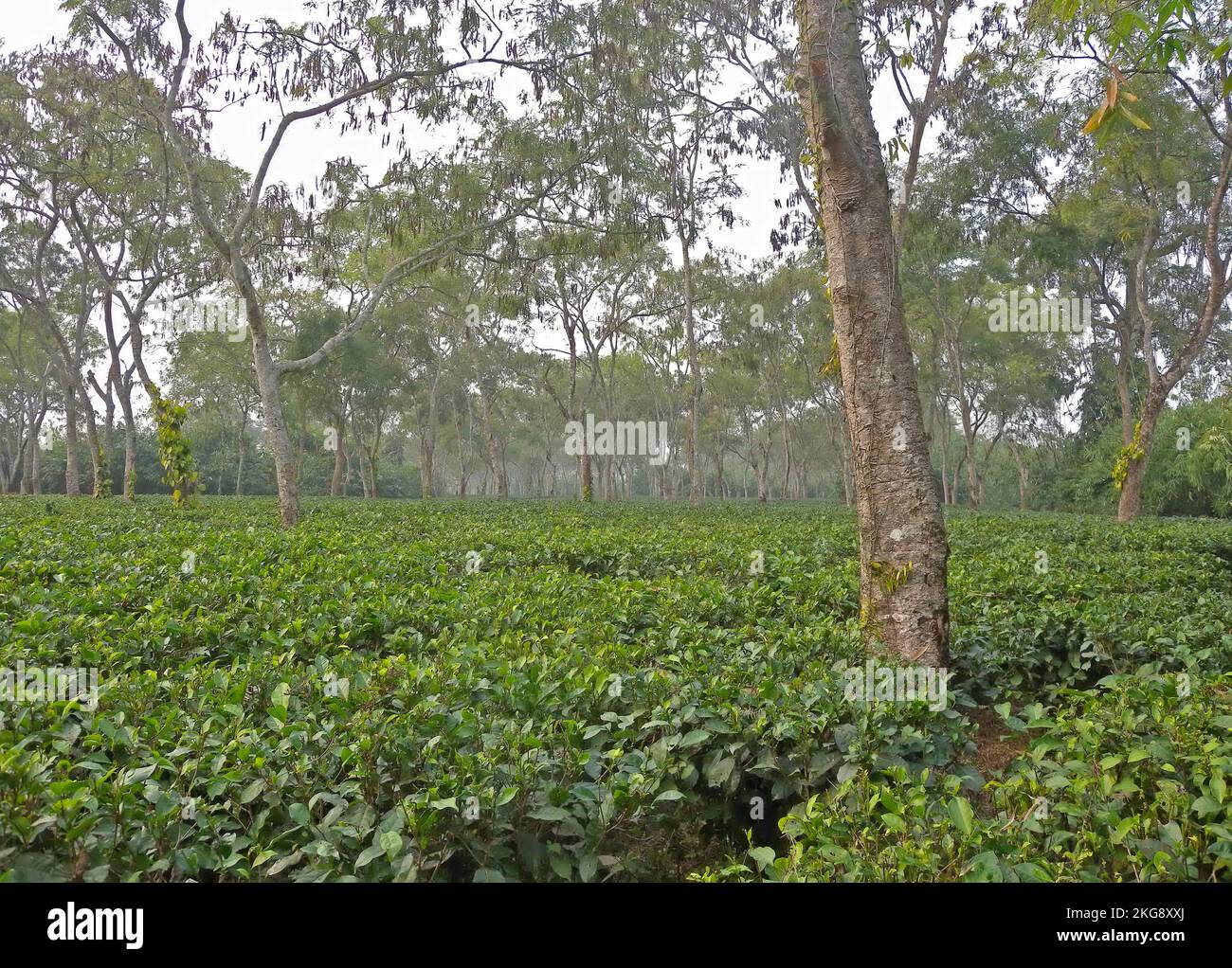 Plantación de té con árboles de sombra cerca de Kaziranga, Assam, India Enero Foto de stock