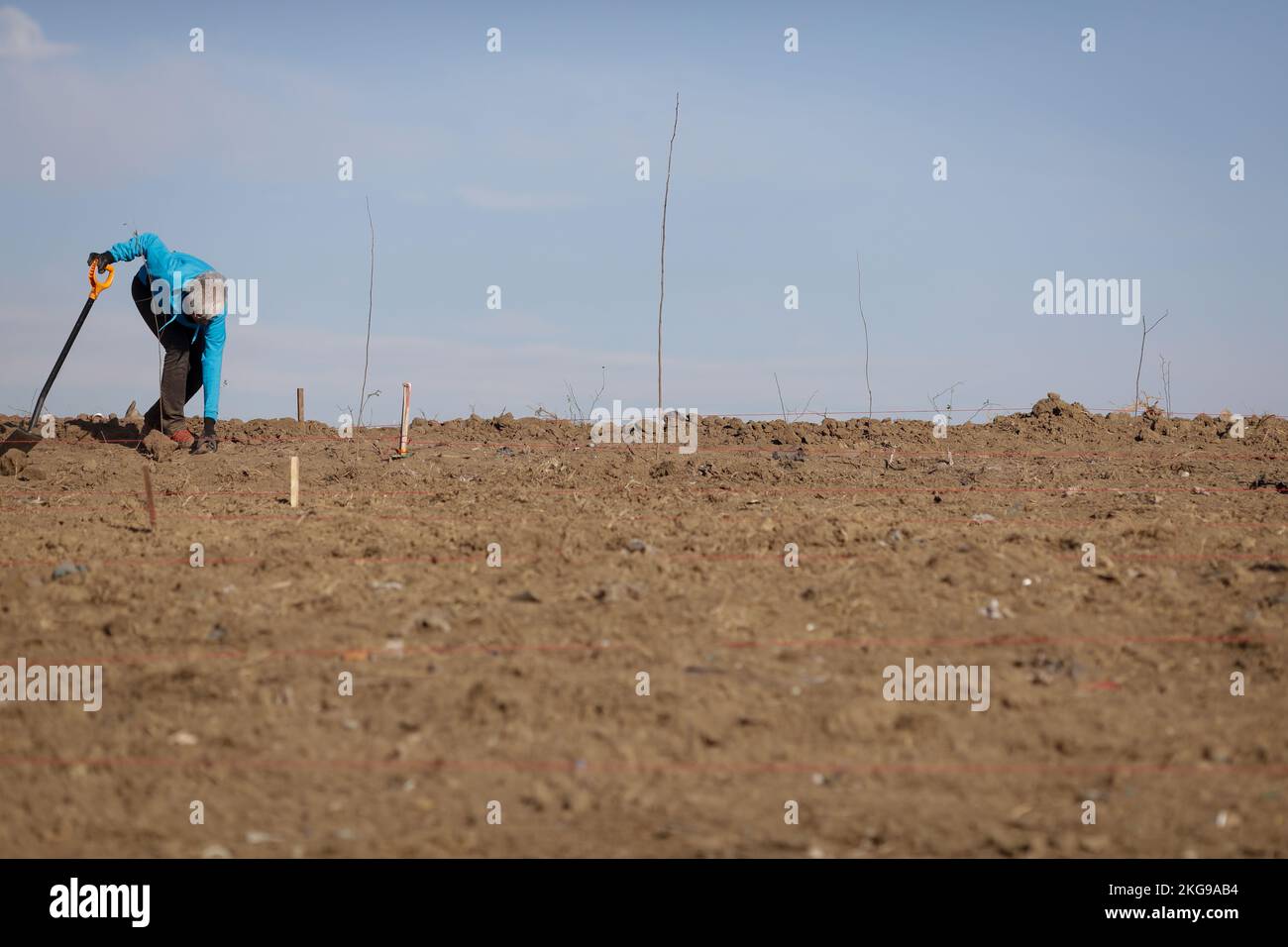 Mujer mayor usando una pala en suelo seco, árido y polvoriento durante una actividad de plantación. Foto de stock