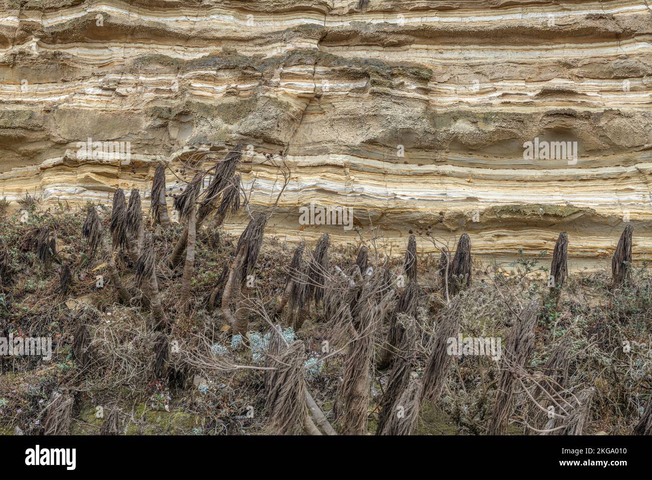 Cerca de un acantilado de arenisca con plantas de yuca muertas en su base, parte del ecosistema de la isla Santa Rosa en California. Foto de stock
