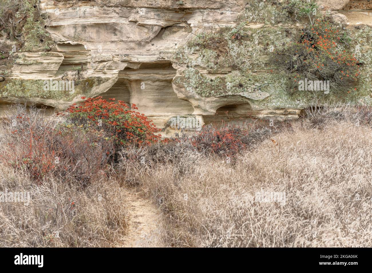 Una vista de un sendero que conduce a una hermosa formación de arenisca rodeada de plantas y hierba. Foto de stock